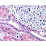 Immunohistochemistry - Anti-Rhophilin 2 Antibody (A84111) - Antibodies.com