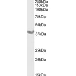 Western Blot - Anti-DAZL Antibody (A84112) - Antibodies.com