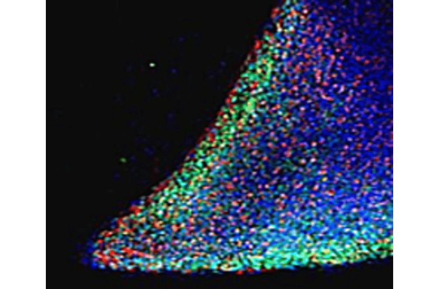 Immunofluorescence - Anti-Nanog Antibody (A84113) - Antibodies.com