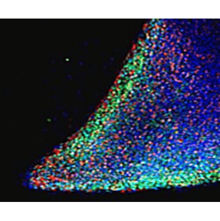 Immunofluorescence - Anti-Nanog Antibody (A84113) - Antibodies.com