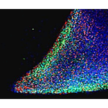 Immunofluorescence - Anti-Nanog Antibody (A84113) - Antibodies.com