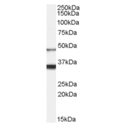 Western Blot - Anti-Orexin Receptor 1 Antibody (A84114) - Antibodies.com