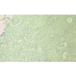 Immunohistochemistry - Anti-SDHB Antibody (A84115) - Antibodies.com