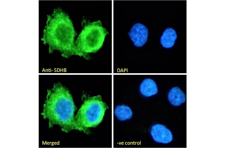 Immunofluorescence - Anti-SDHB Antibody (A84115) - Antibodies.com