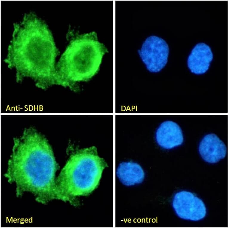 Immunofluorescence - Anti-SDHB Antibody (A84115) - Antibodies.com