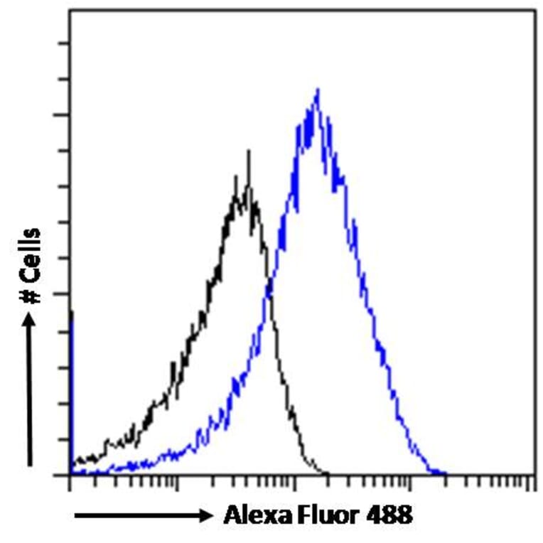 Flow Cytometry - Anti-SDHB Antibody (A84115) - Antibodies.com
