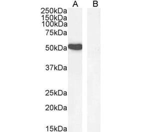 Western Blot - Anti-GATA1 Antibody (A84117) - Antibodies.com