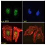Immunofluorescence - Anti-GATA1 Antibody (A84117) - Antibodies.com