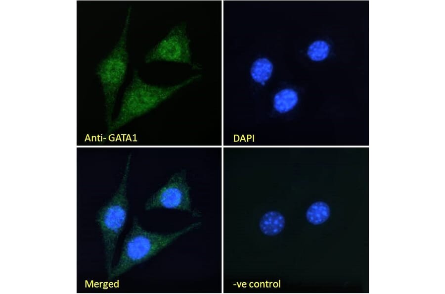 Immunofluorescence - Anti-GATA1 Antibody (A84117) - Antibodies.com