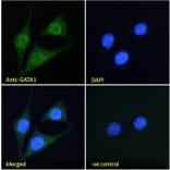 Immunofluorescence - Anti-GATA1 Antibody (A84117) - Antibodies.com