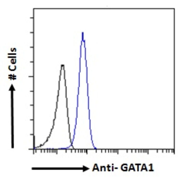 Flow Cytometry - Anti-GATA1 Antibody (A84117) - Antibodies.com