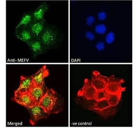 Immunofluorescence - Anti-Pyrin Antibody (A84118) - Antibodies.com