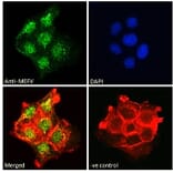 Immunofluorescence - Anti-Pyrin Antibody (A84118) - Antibodies.com