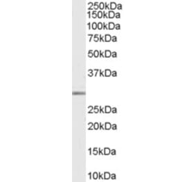 Western Blot - Anti-MMP7 Antibody (A84120) - Antibodies.com