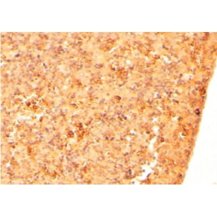 Immunohistochemistry - Anti-CFC1 Antibody (A84121) - Antibodies.com