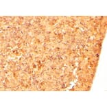 Immunohistochemistry - Anti-CFC1 Antibody (A84121) - Antibodies.com