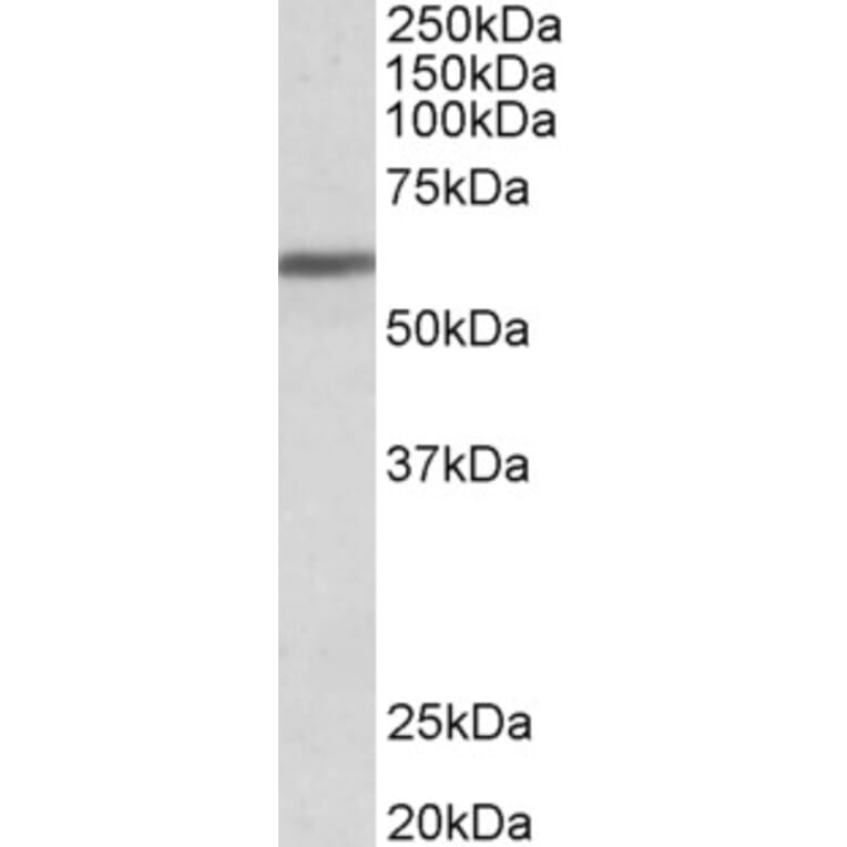 Western Blot - Anti-ZNF703 Antibody (A84122) - Antibodies.com