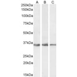 Western Blot - Anti-GDF15 Antibody (A84124) - Antibodies.com