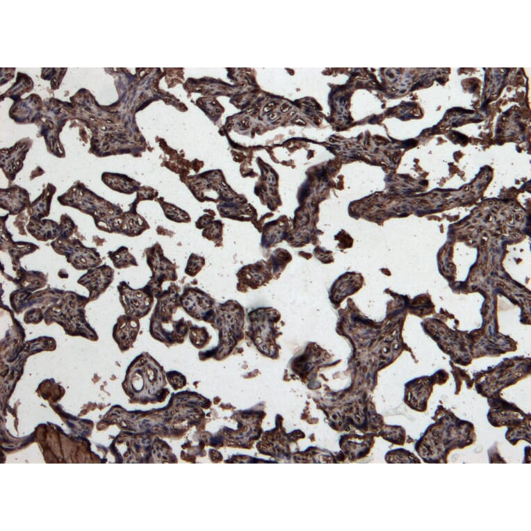 Immunohistochemistry - Anti-GDF15 Antibody (A84124) - Antibodies.com