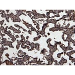 Immunohistochemistry - Anti-GDF15 Antibody (A84124) - Antibodies.com