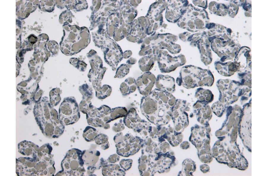 Immunohistochemistry - Anti-GDF15 Antibody (A84124) - Antibodies.com