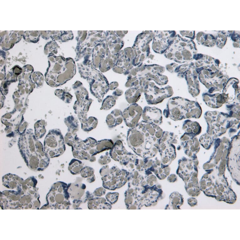 Immunohistochemistry - Anti-GDF15 Antibody (A84124) - Antibodies.com