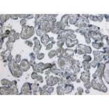 Immunohistochemistry - Anti-GDF15 Antibody (A84124) - Antibodies.com
