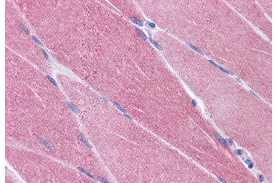 Immunohistochemistry - Anti-OASIS/CREB3L1 Antibody (A84126) - Antibodies.com