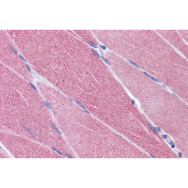 Immunohistochemistry - Anti-OASIS/CREB3L1 Antibody (A84126) - Antibodies.com