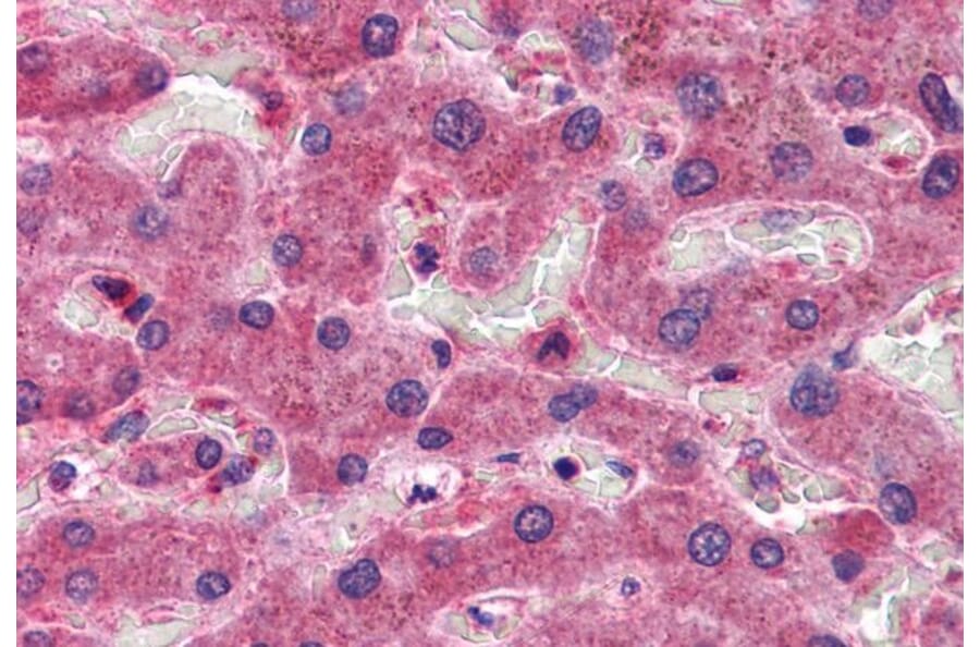 Immunohistochemistry - Anti-OASIS/CREB3L1 Antibody (A84126) - Antibodies.com