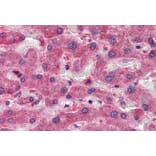 Immunohistochemistry - Anti-OASIS/CREB3L1 Antibody (A84126) - Antibodies.com