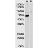 Western Blot - Anti-Monoamine Oxidase A/MAO-A Antibody (A84129) - Antibodies.com
