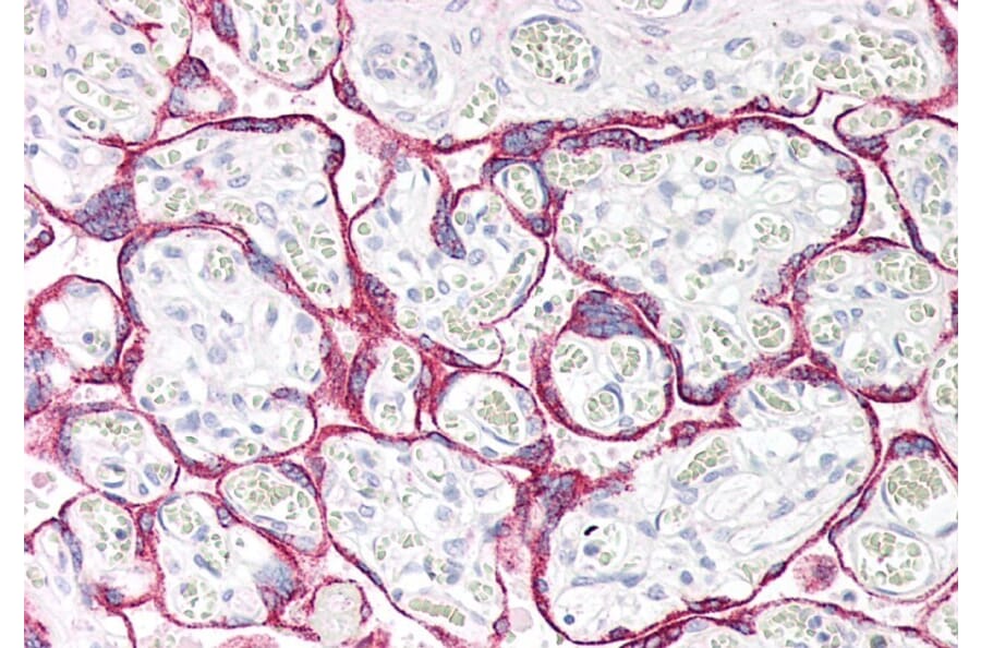 Immunohistochemistry - Anti-Monoamine Oxidase A/MAO-A Antibody (A84129) - Antibodies.com