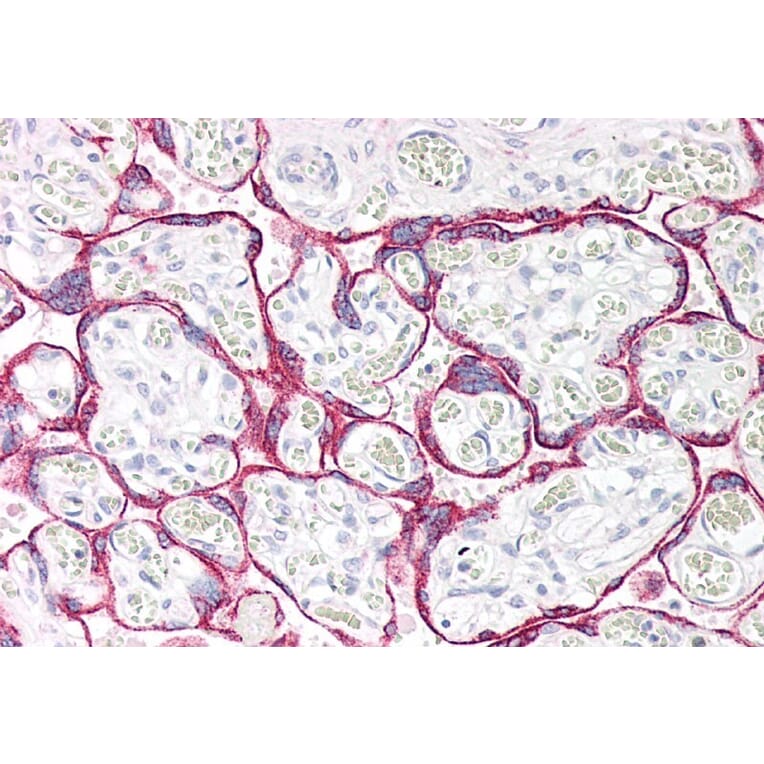 Immunohistochemistry - Anti-Monoamine Oxidase A/MAO-A Antibody (A84129) - Antibodies.com