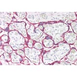 Immunohistochemistry - Anti-Monoamine Oxidase A/MAO-A Antibody (A84129) - Antibodies.com