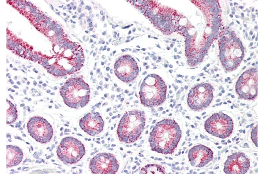 Immunohistochemistry - Anti-Monoamine Oxidase A/MAO-A Antibody (A84129) - Antibodies.com