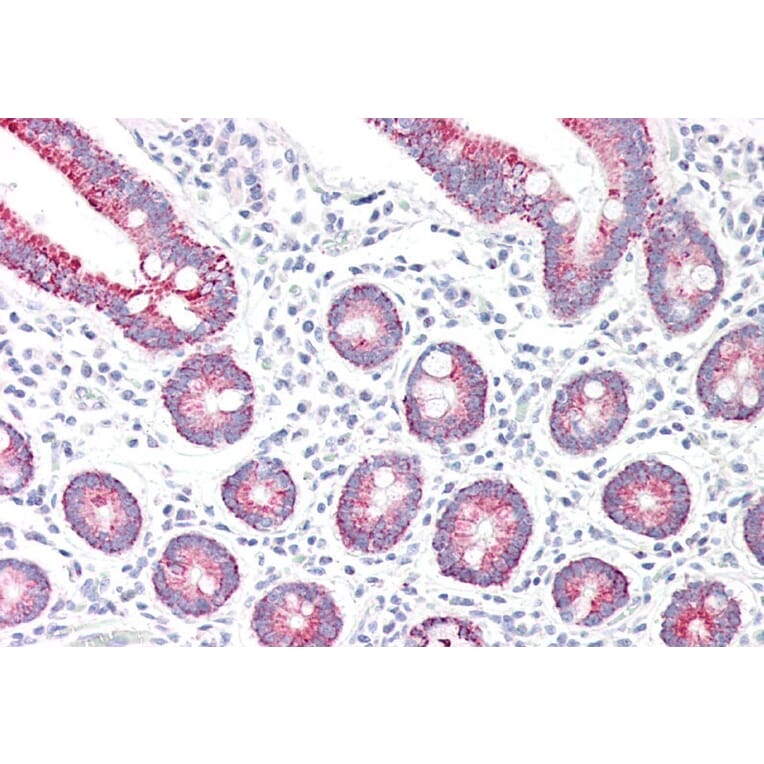 Immunohistochemistry - Anti-Monoamine Oxidase A/MAO-A Antibody (A84129) - Antibodies.com