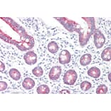 Immunohistochemistry - Anti-Monoamine Oxidase A/MAO-A Antibody (A84129) - Antibodies.com