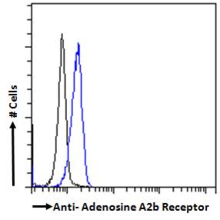 Flow Cytometry - Anti-Adenosine A2b Receptor/ADORA2B Antibody (A84130) - Antibodies.com