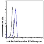 Flow Cytometry - Anti-Adenosine A2b Receptor/ADORA2B Antibody (A84130) - Antibodies.com