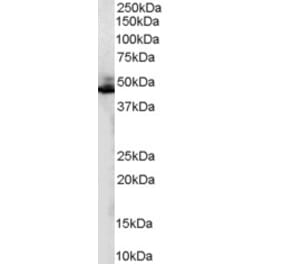 Western Blot - Anti-ADRB2 Antibody (A84131) - Antibodies.com