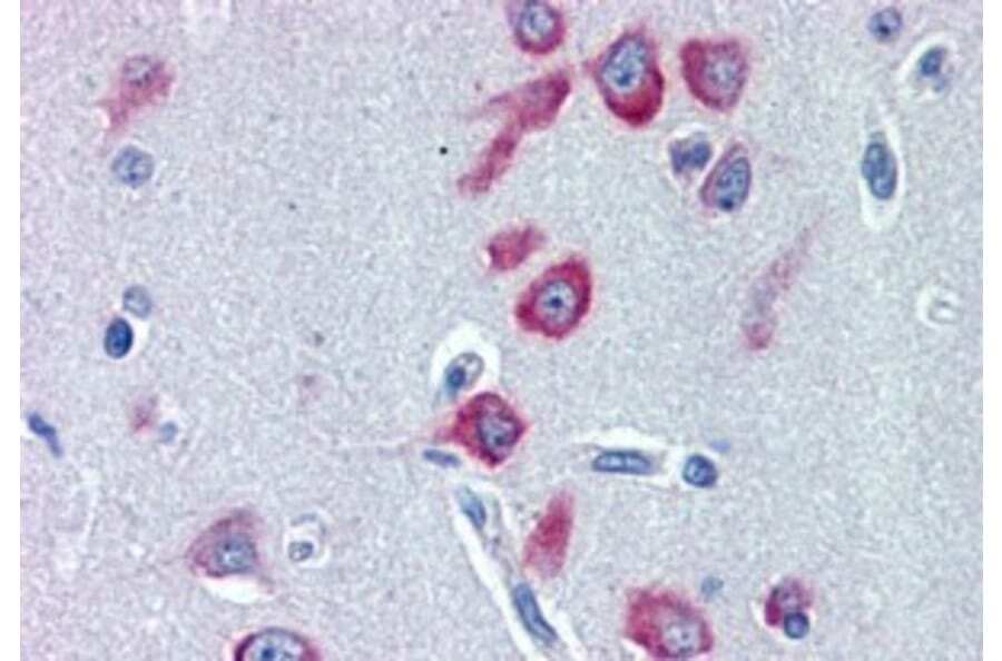 Immunohistochemistry - Anti-PCK1/PEPC Antibody (A84132) - Antibodies.com