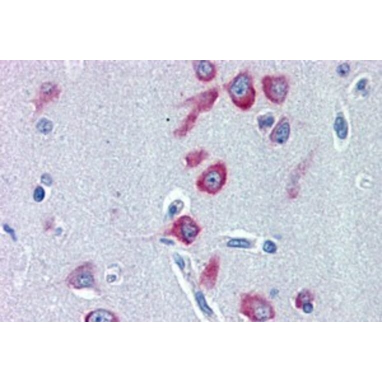 Immunohistochemistry - Anti-PCK1/PEPC Antibody (A84132) - Antibodies.com