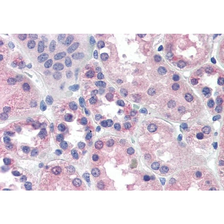 Immunohistochemistry - Anti-PCK1/PEPC Antibody (A84132) - Antibodies.com