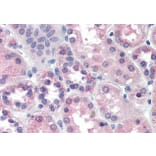 Immunohistochemistry - Anti-PCK1/PEPC Antibody (A84132) - Antibodies.com