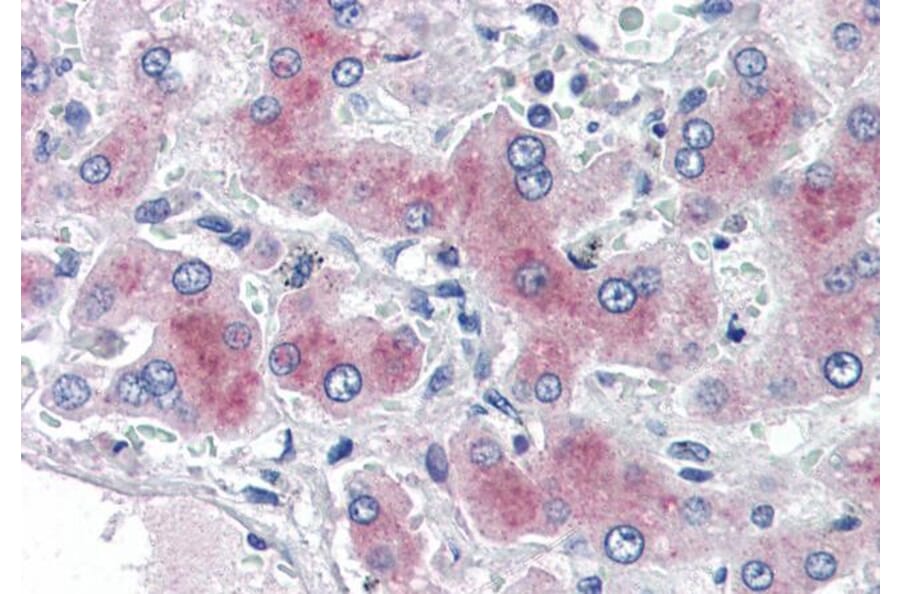 Immunohistochemistry - Anti-PCK1/PEPC Antibody (A84132) - Antibodies.com