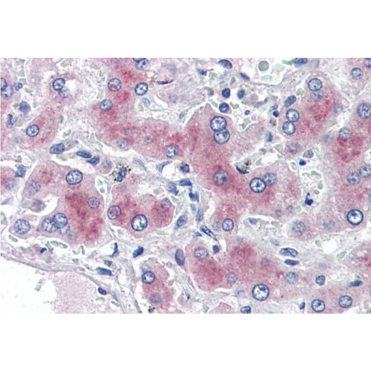 Immunohistochemistry - Anti-PCK1/PEPC Antibody (A84132) - Antibodies.com