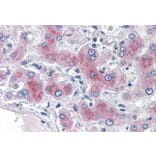 Immunohistochemistry - Anti-PCK1/PEPC Antibody (A84132) - Antibodies.com