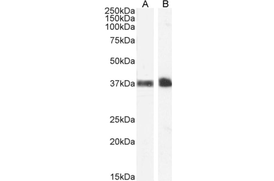 Western Blot - Anti-Glycophorin A Antibody (A84134) - Antibodies.com