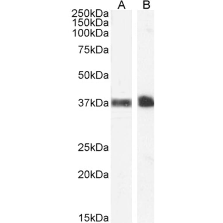 Western Blot - Anti-Glycophorin A Antibody (A84134) - Antibodies.com